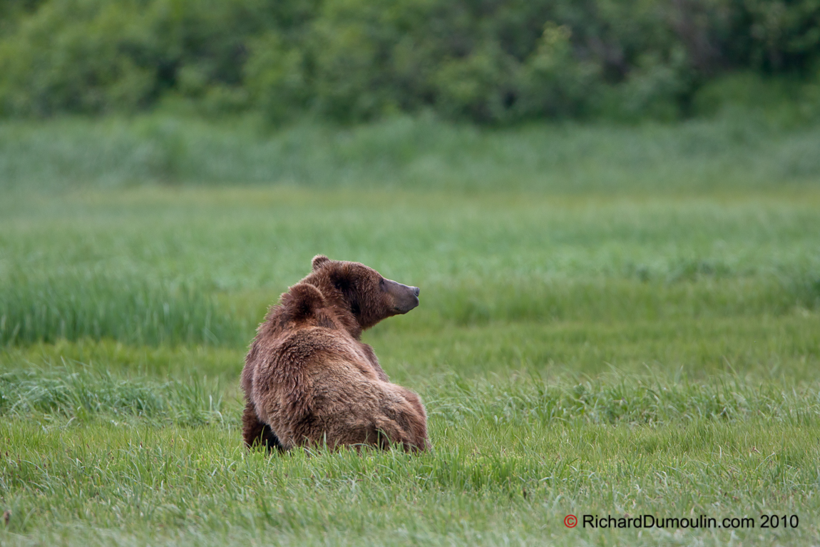 OURS GRIZZLY